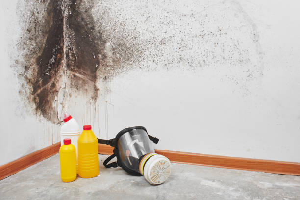 Best Black Mold Remediation in Willards, MD