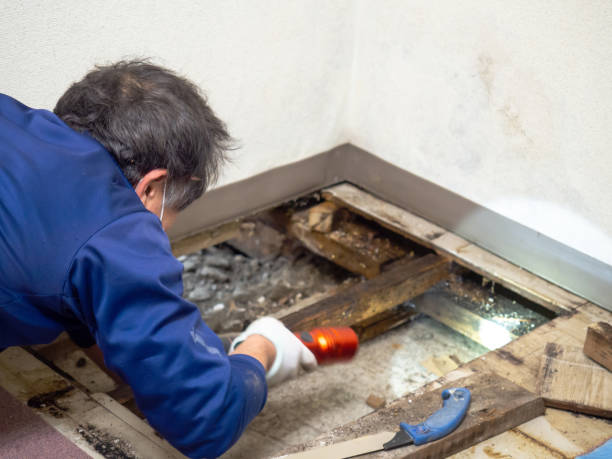 Best DIY Mold Remediation Support Services in Willards, MD