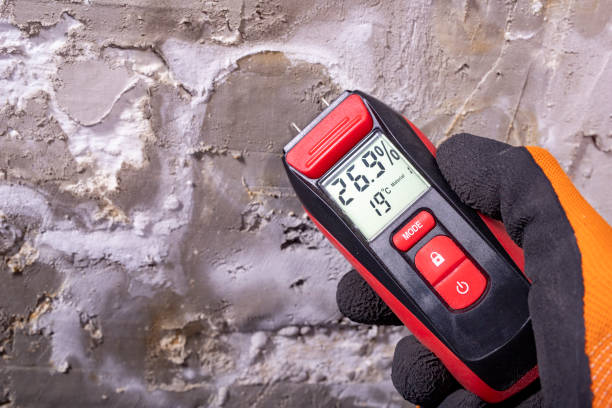 Professional Mold Remediation in Willards, MD
