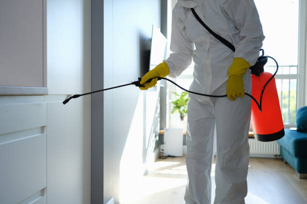 Best Post-Flood Mold Remediation in Willards, MD