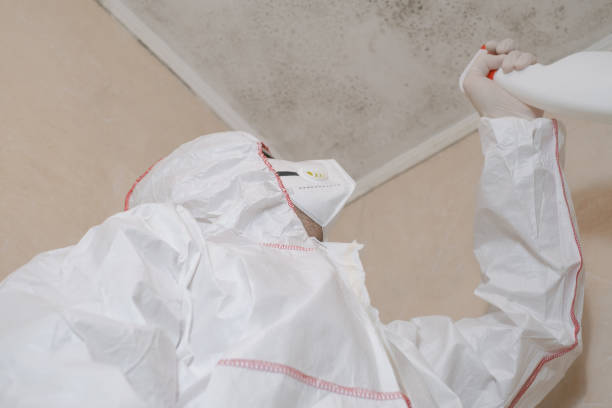 Best Localized Mold Remediation (e.g., coastal areas, humid climates) in Willards, MD