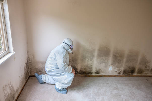 Best Residential Mold Remediation in Willards, MD